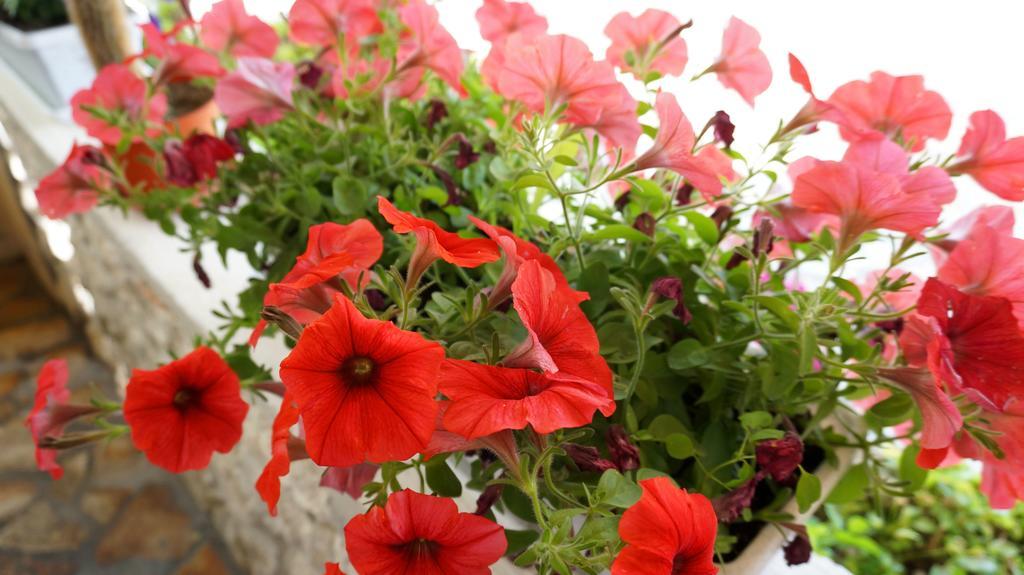 Apartments Red Rose นิน ภายนอก รูปภาพ